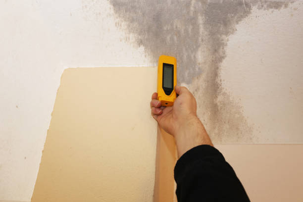 Best Water Damage & Mold Remediation  in Rotonda, FL