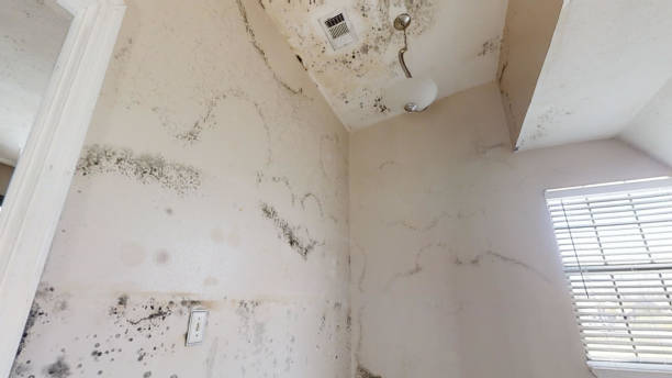 Professional Mold Removal in Rotonda, FL