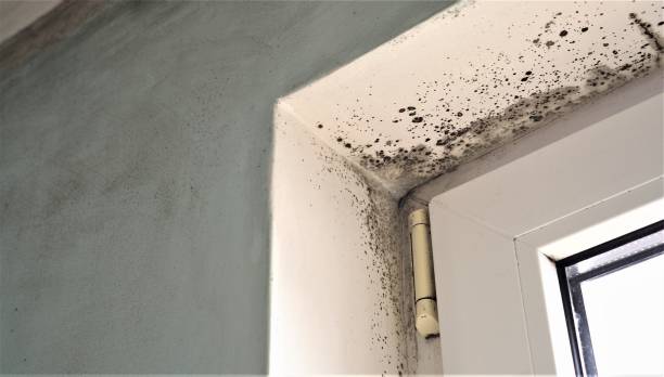 Best HVAC Mold Inspection and Cleaning  in Rotonda, FL