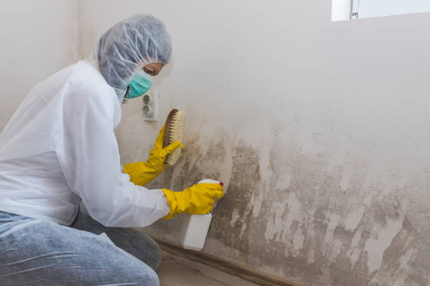 Best Airborne Mold Testing  in Rotonda, FL