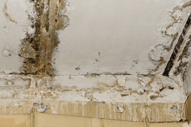 Best Real Estate Mold Inspection  in Rotonda, FL