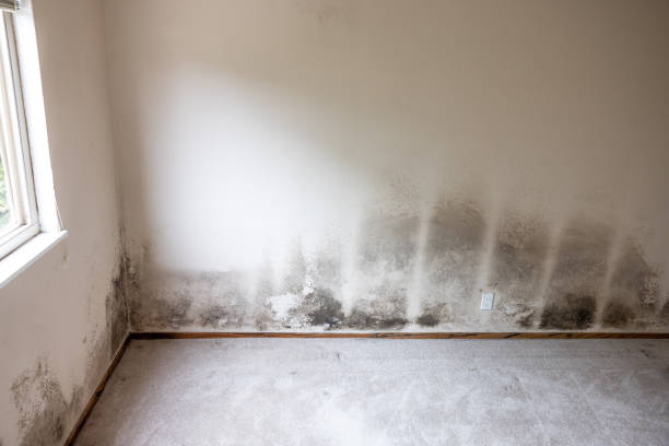 Best Industrial Mold Remediation  in Rotonda, FL