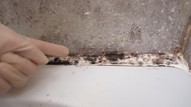 Best Forensic Mold Investigation  in Rotonda, FL