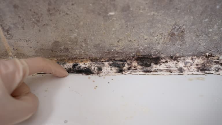 Best Indoor Air Quality Assessment  in Rotonda, FL