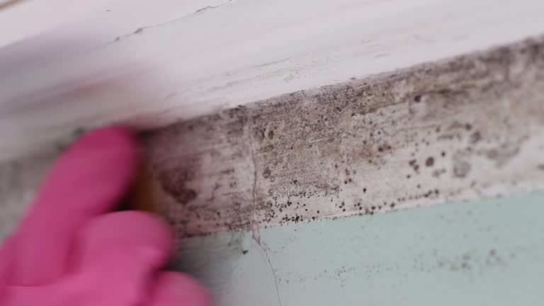 Best Mold-Related Health Consultation  in Rotonda, FL